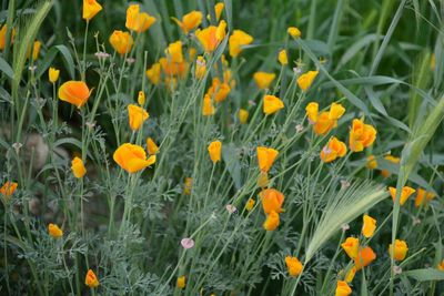 Yellow flowers blooming on field