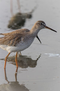 Close-up of bird on water