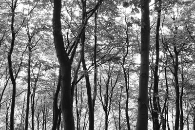 Low angle view of trees in forest against sky