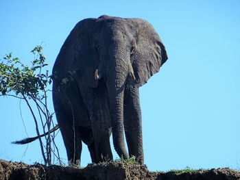 Low angle view of elephant against clear sky