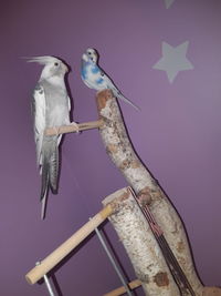 Close-up of birds perching on table