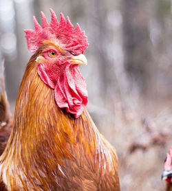 Close-up of rooster