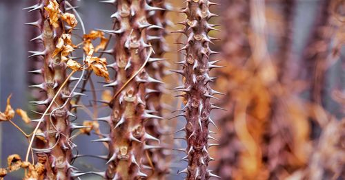 Close-up of dried plant