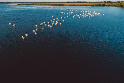 High angle view of birds swimming in lake