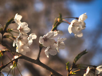 Close-up of white cherry blossom tree