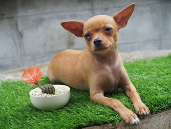 Portrait of dog sitting on grass