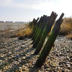 Cactus growing on field against sky