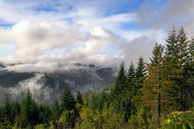 Pine trees in forest against sky
