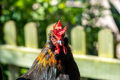 Close up low level view of male rooster cockerel showing black and gold feathers  red crown and eye