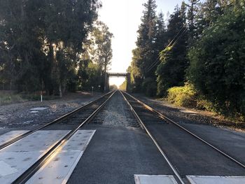 Surface level of railroad tracks against trees