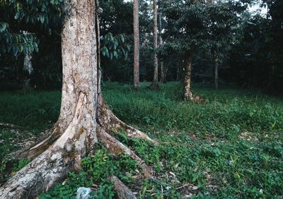 Trees growing on grassy field