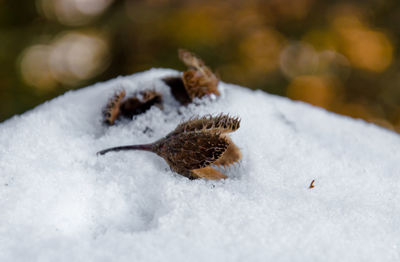 Close-up of dried plant on snow covered land