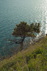 High angle view of trees by sea