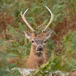 Portrait of deer