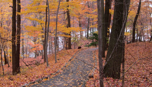 Road passing through forest