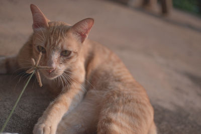 Close-up portrait of a cat looking away