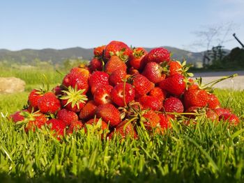 Close-up of strawberries on grassy field