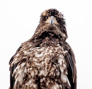 Close-up of eagle against white background