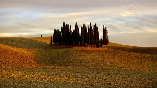 Scenic view of agricultural field against sky during sunset