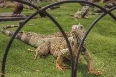 Lizard in a field