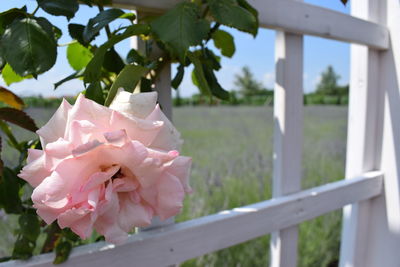 Close-up of pink flowering plant by fence
