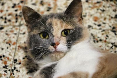Close-up portrait of cat