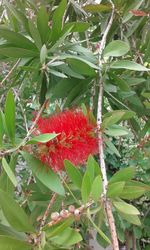 Close-up of red flowers on tree