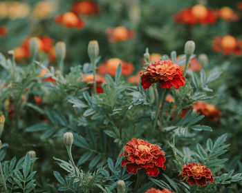 Close-up of red marigold flowers
