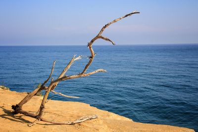 Driftwood on beach against clear sky