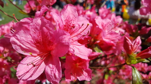 Close-up of flowers blooming outdoors