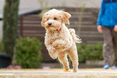 Close-up of poodle 