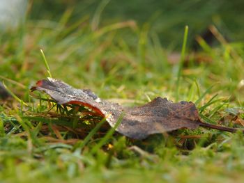 Close-up of lizard on grass