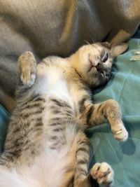 High angle view of cat sleeping on bed