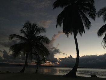 Palm trees by sea