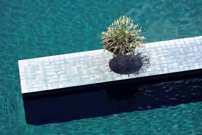 Reflection of trees in water