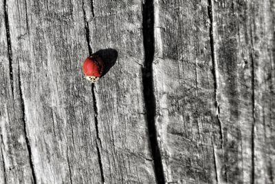Close-up of red heart shape on tree trunk against wall