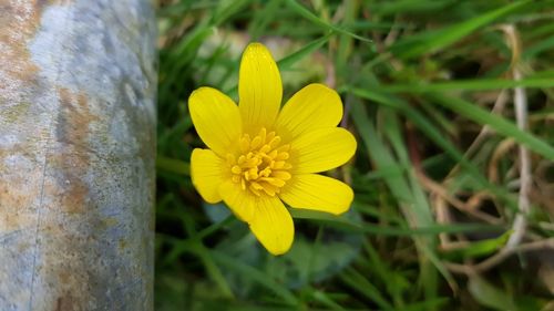 Close-up of yellow crocus blooming outdoors