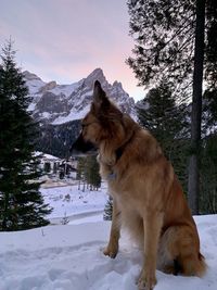View of a dog on snow covered landscape
