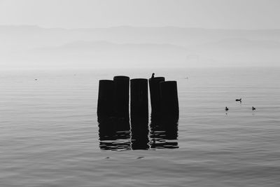 View of bird on wooden post in sea