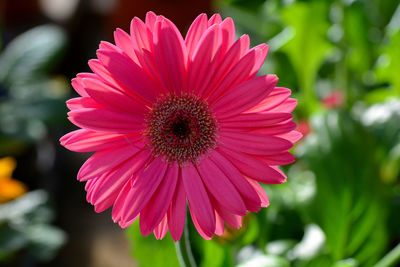 Close-up of pink daisy