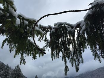 Low angle view of trees against sky