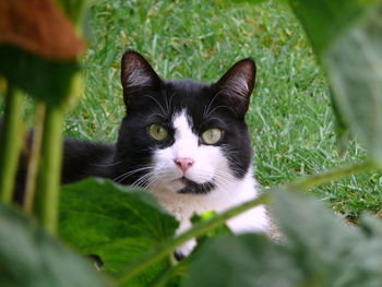 Close-up portrait of cat