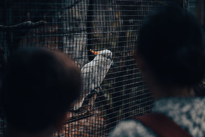 View of bird in cage