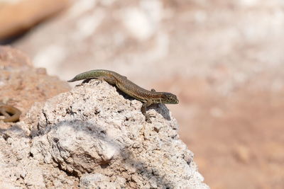 Close-up of lizard on rock