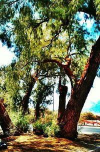 Footpath amidst trees