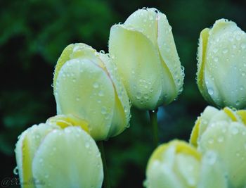 Close-up of water drops on flower