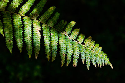 Close-up of fern leaves against black background