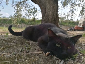 Portrait of cat on field