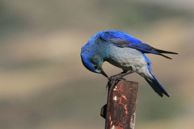 Close-up of bird perching on wooden post