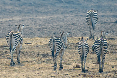 Zebras in a field